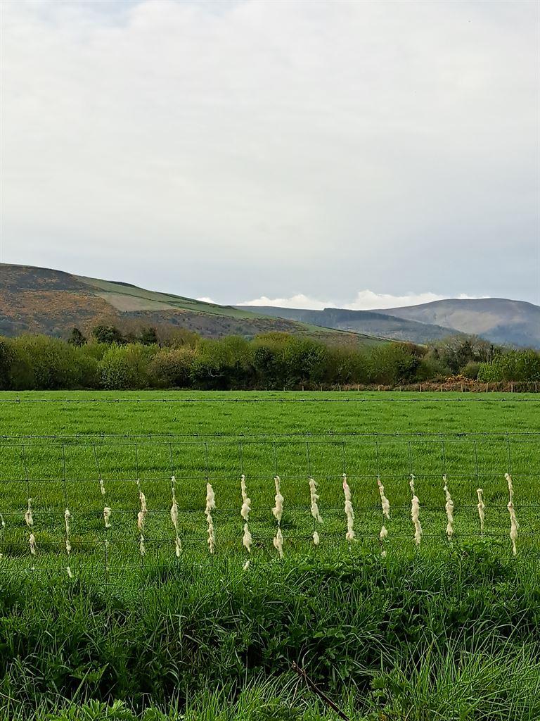 wool