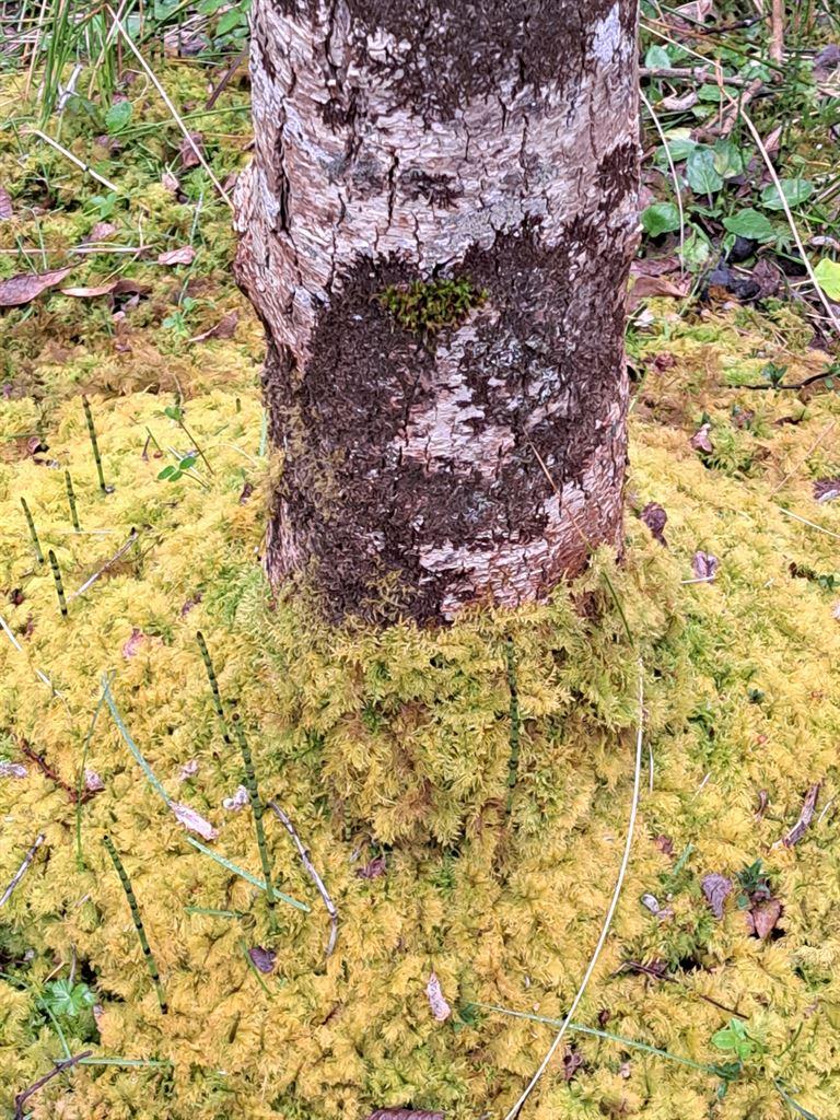 lichen