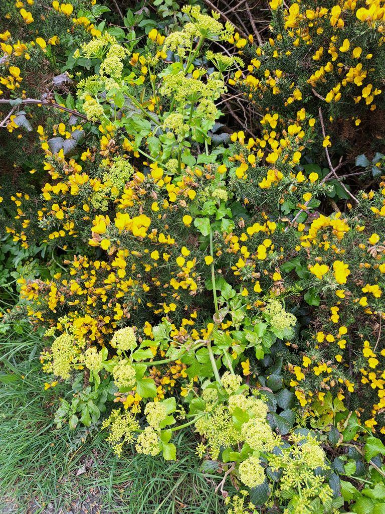 green&yellow