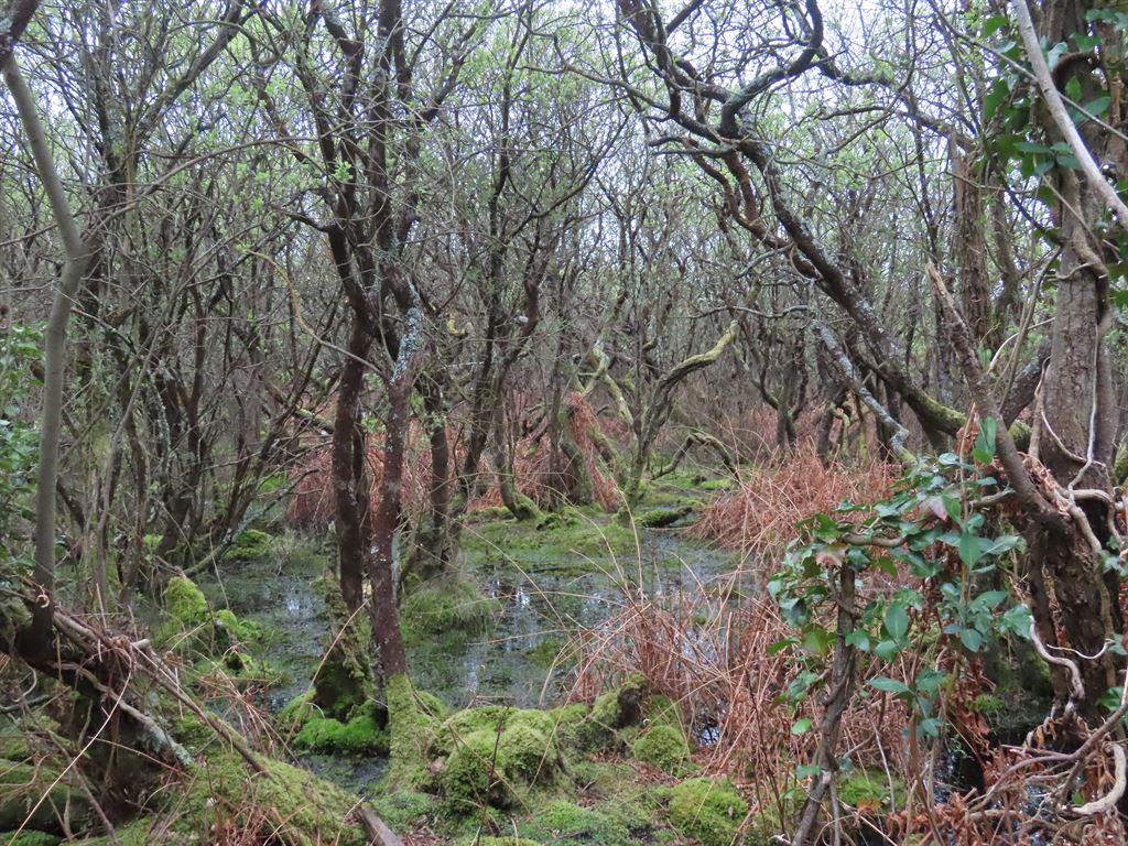 trees&water