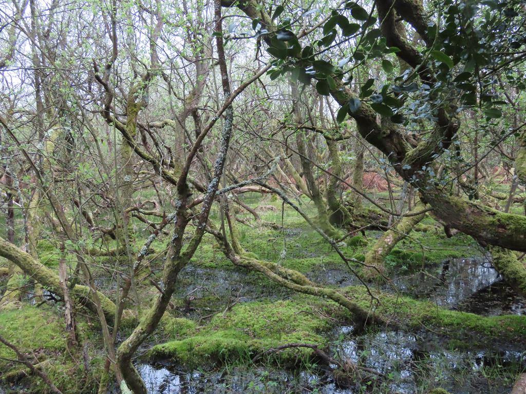 moss