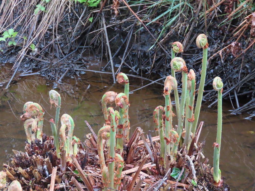 ferns