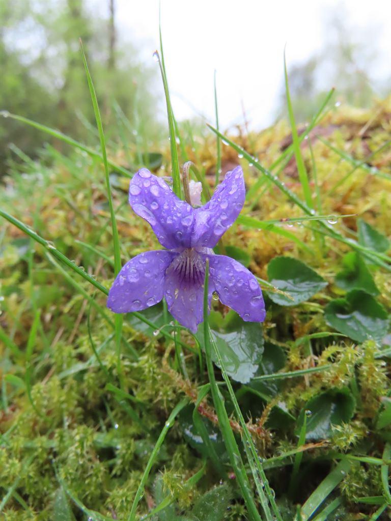 violet