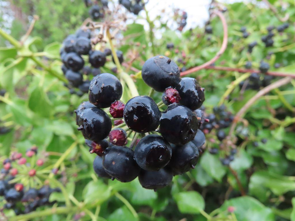 berries