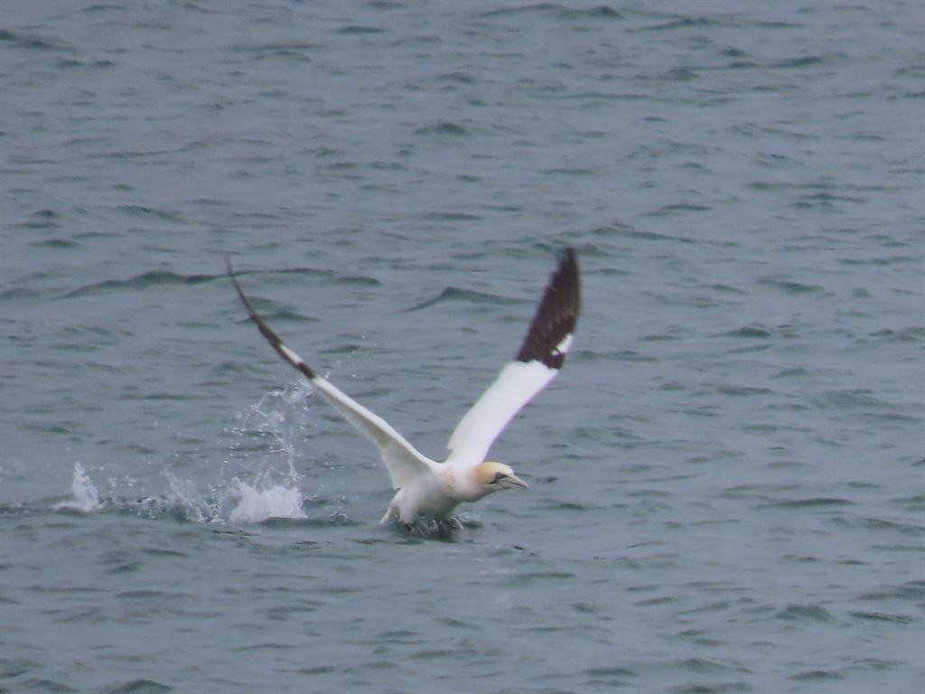 gannet1