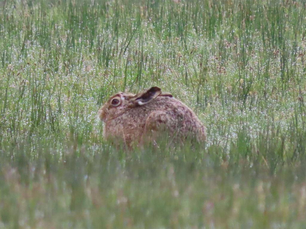 hare