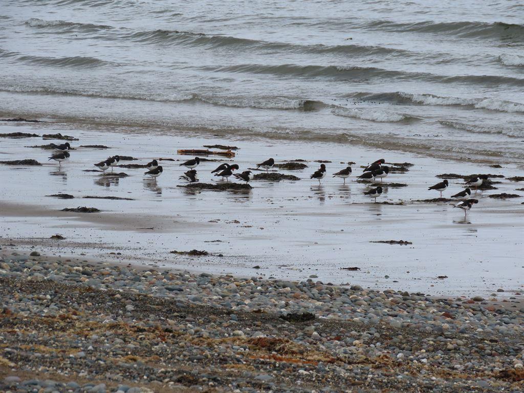 birds