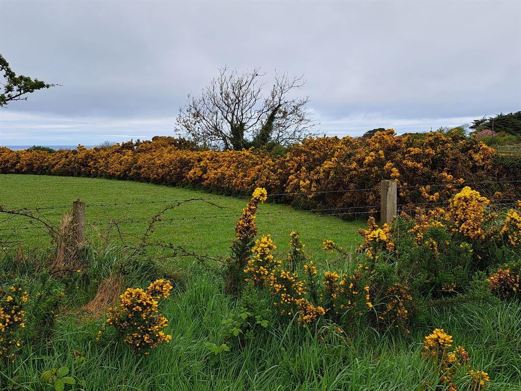 gorse