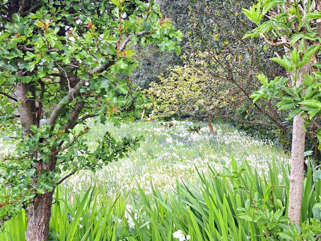 whitebells2