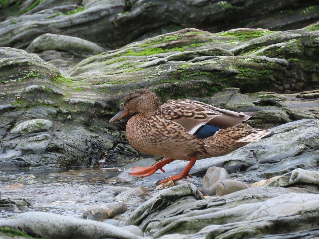 duck