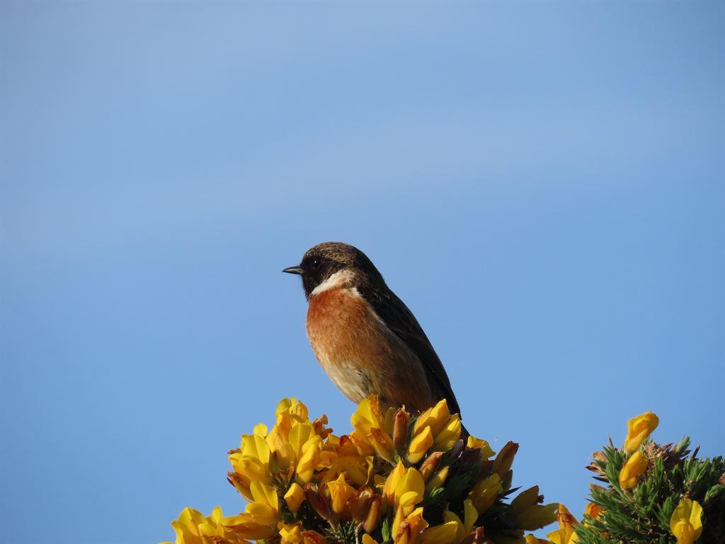 stonechat