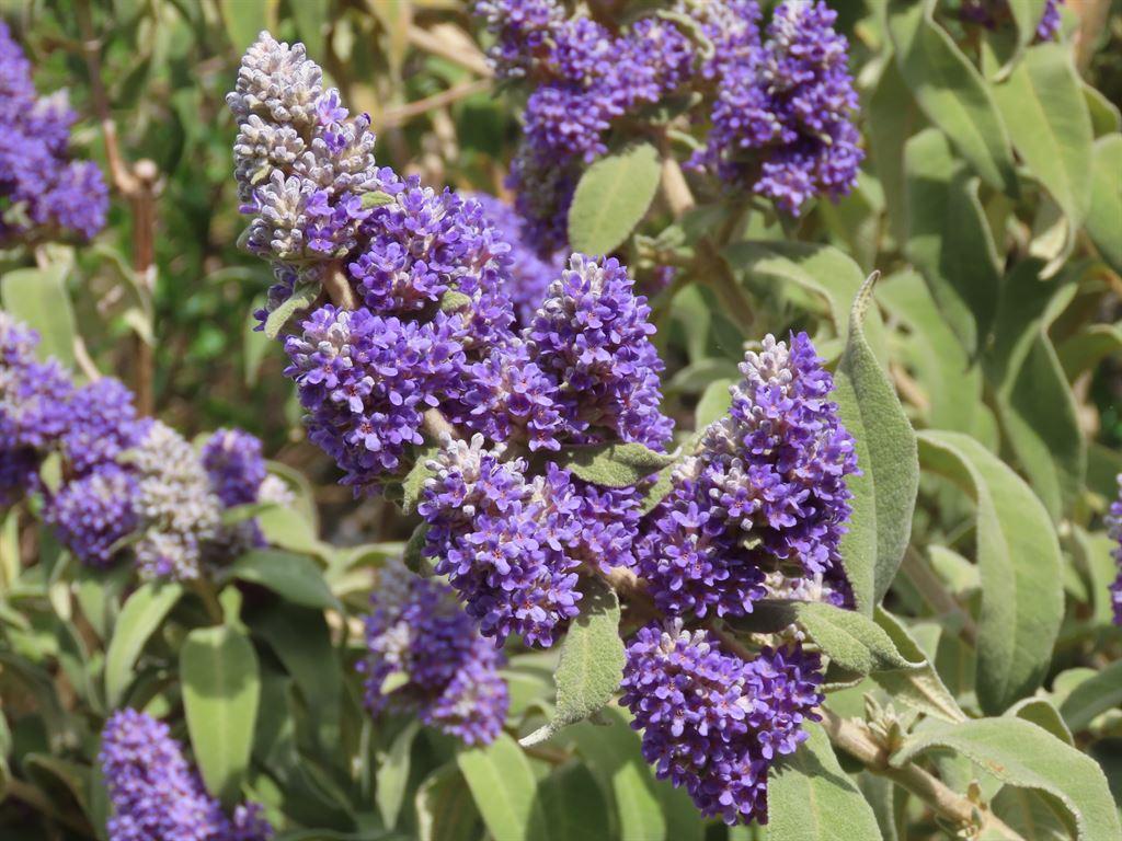 lilac2