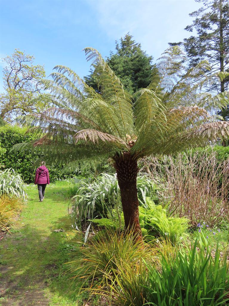 treefern1