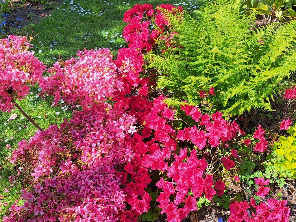 hotpink1