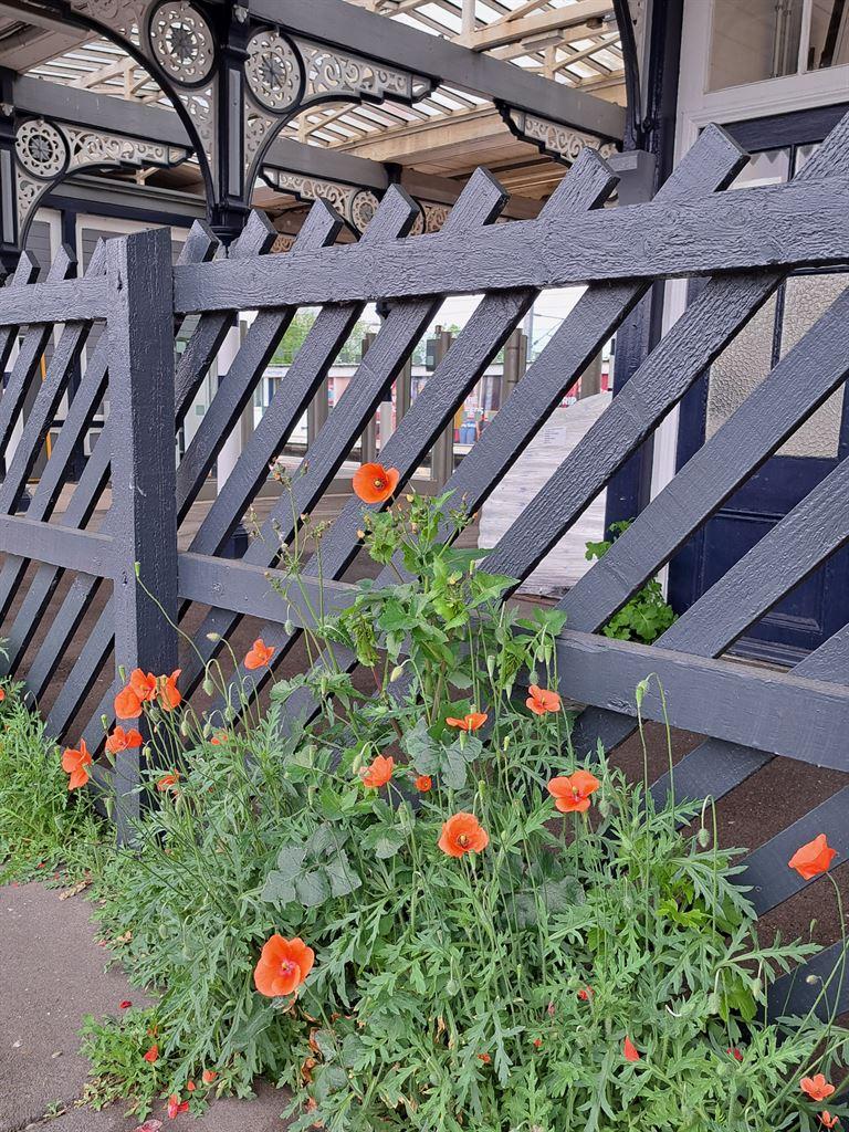 poppies