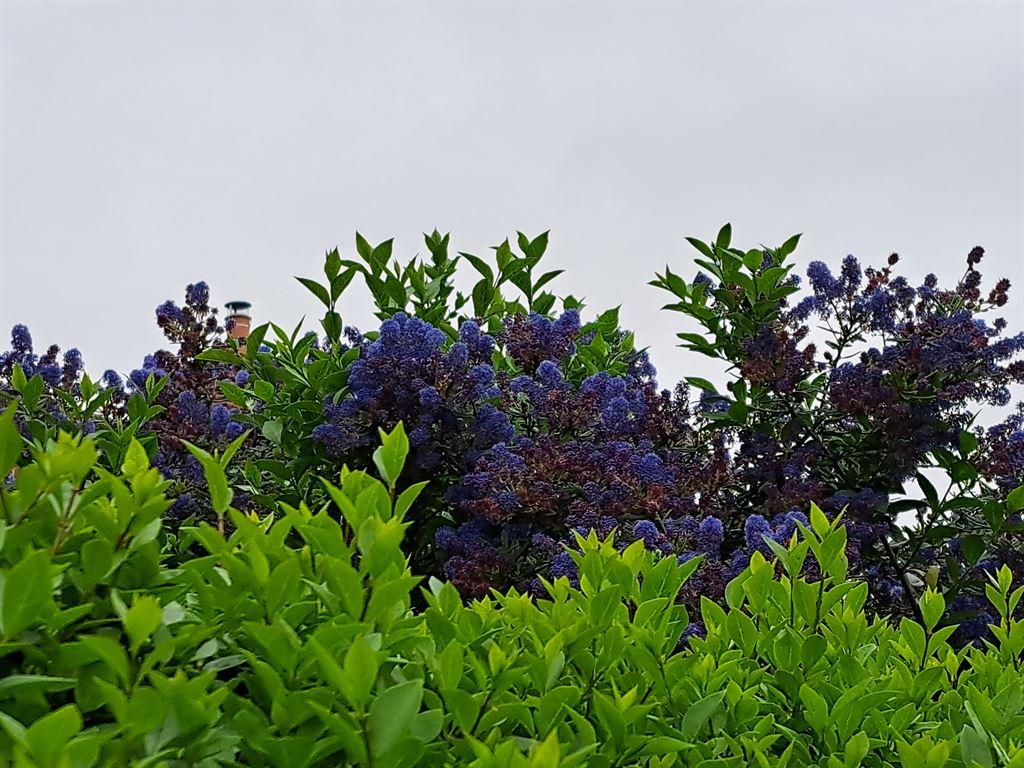 plant
