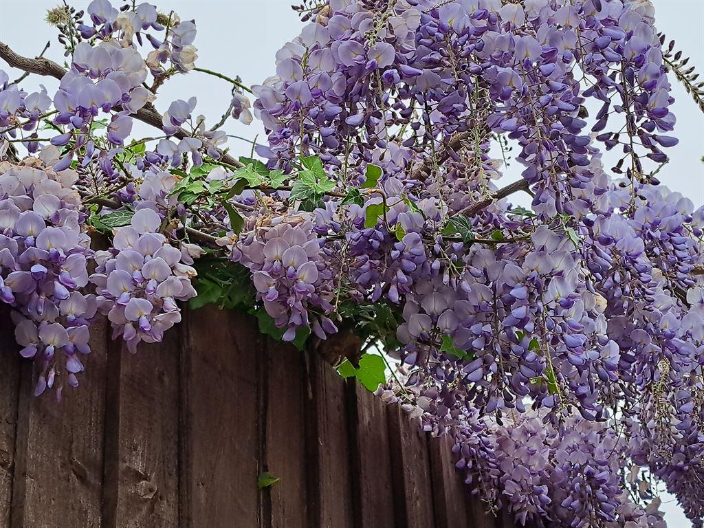 wisteria