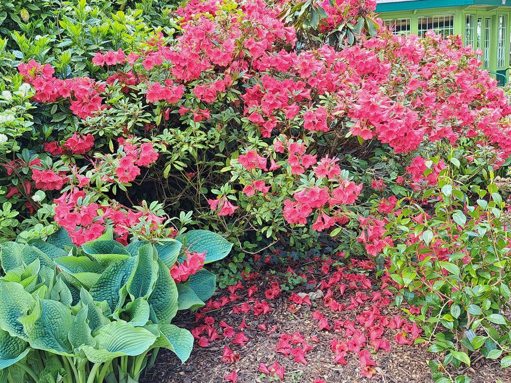 redflowers