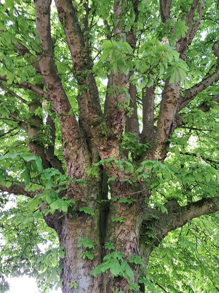 horsechestnuts1