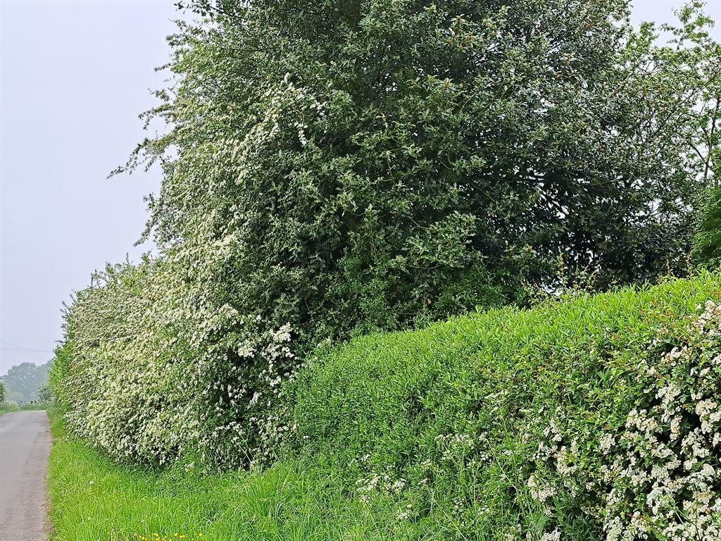 hawthorn1