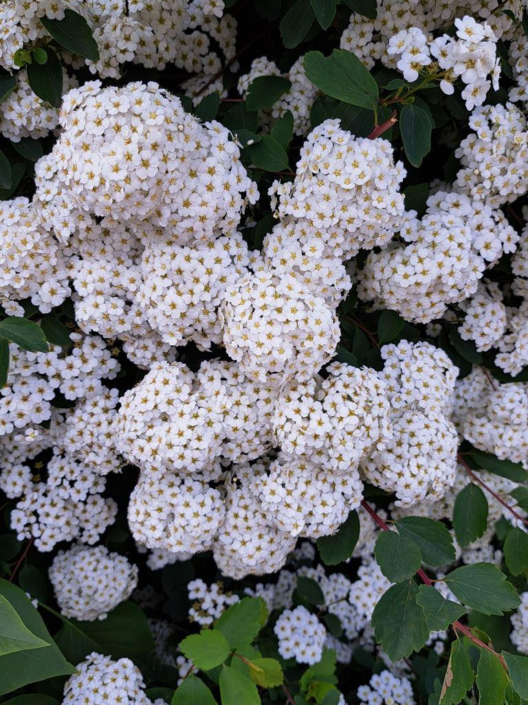hawthorn2