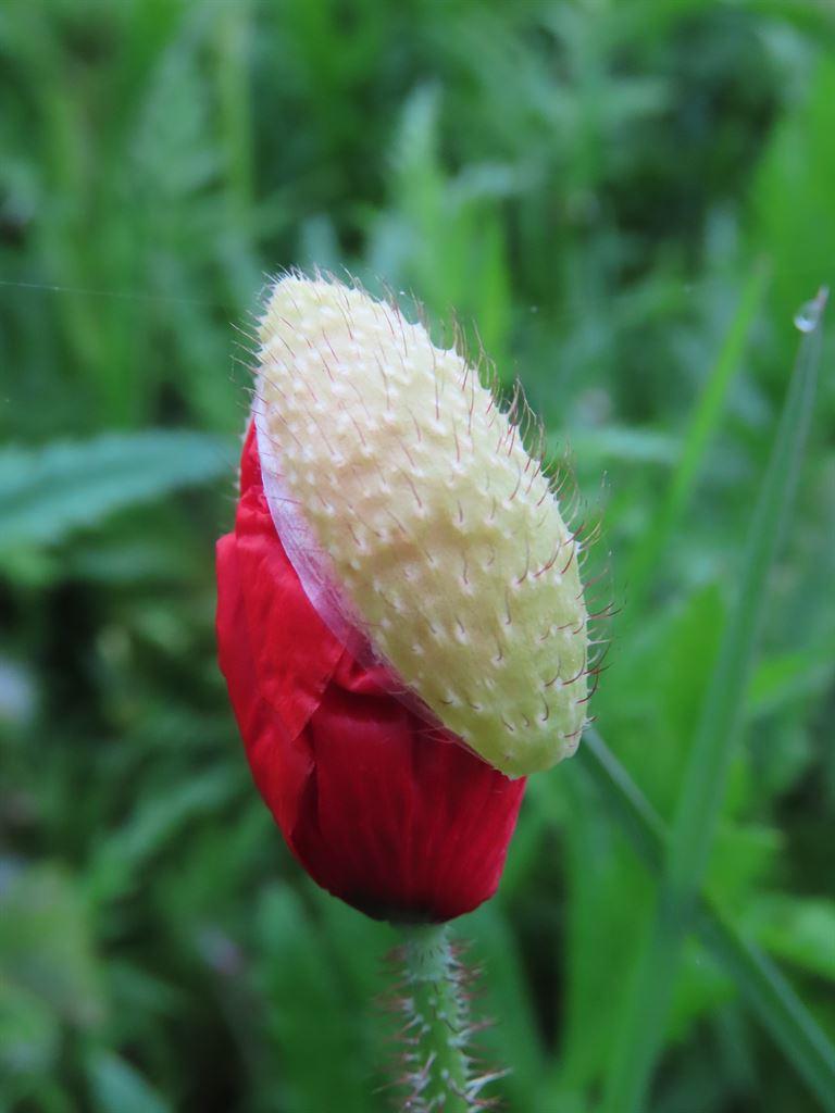 poppy1
