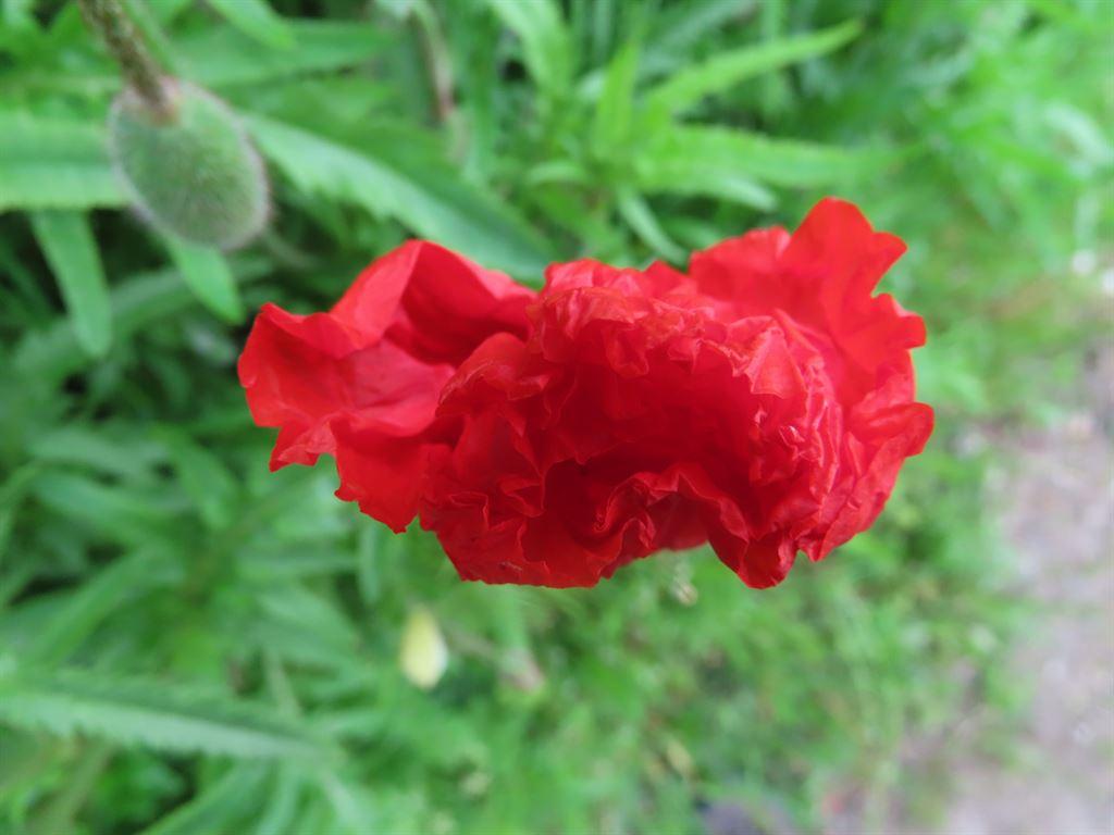 poppy2