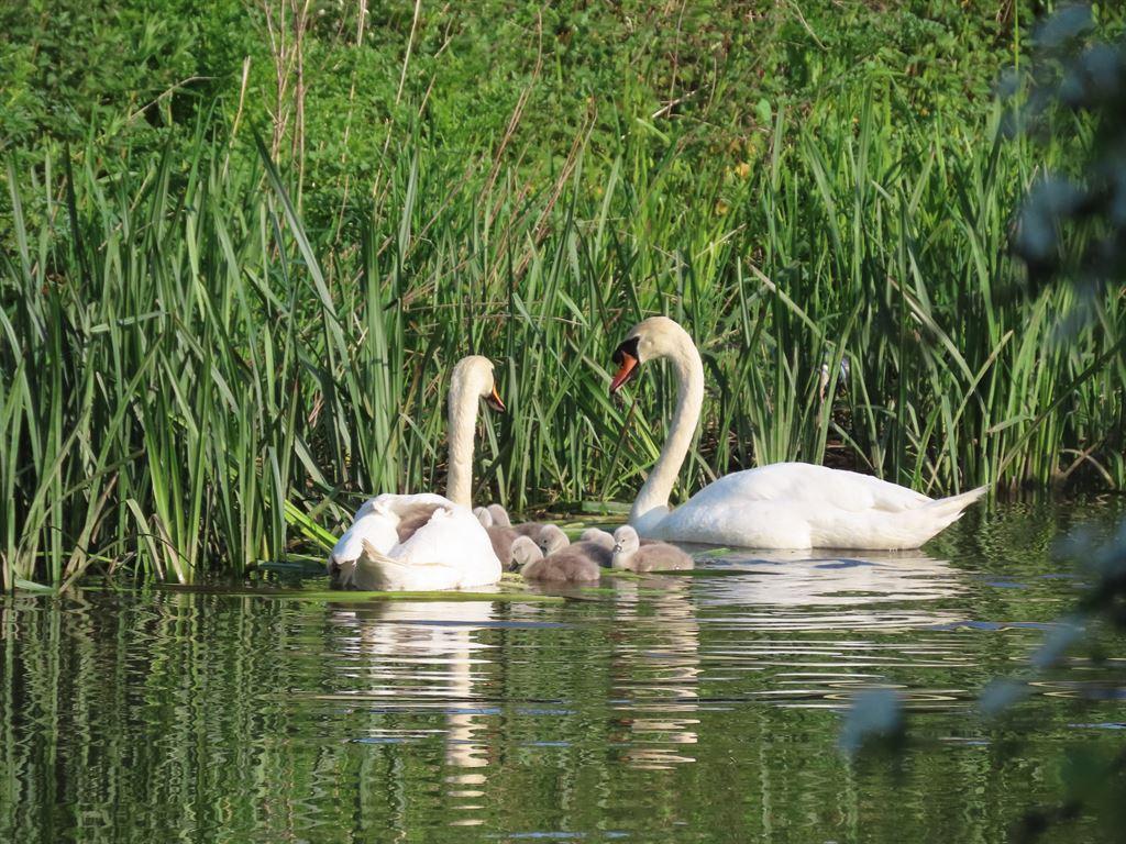 swans
