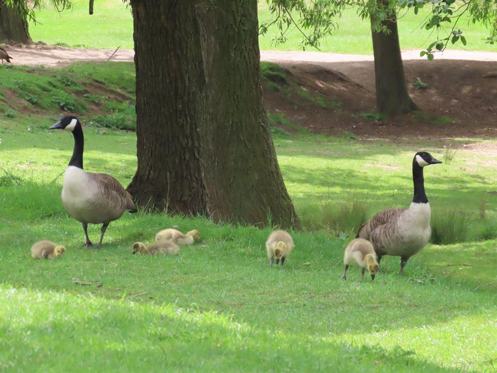 geese