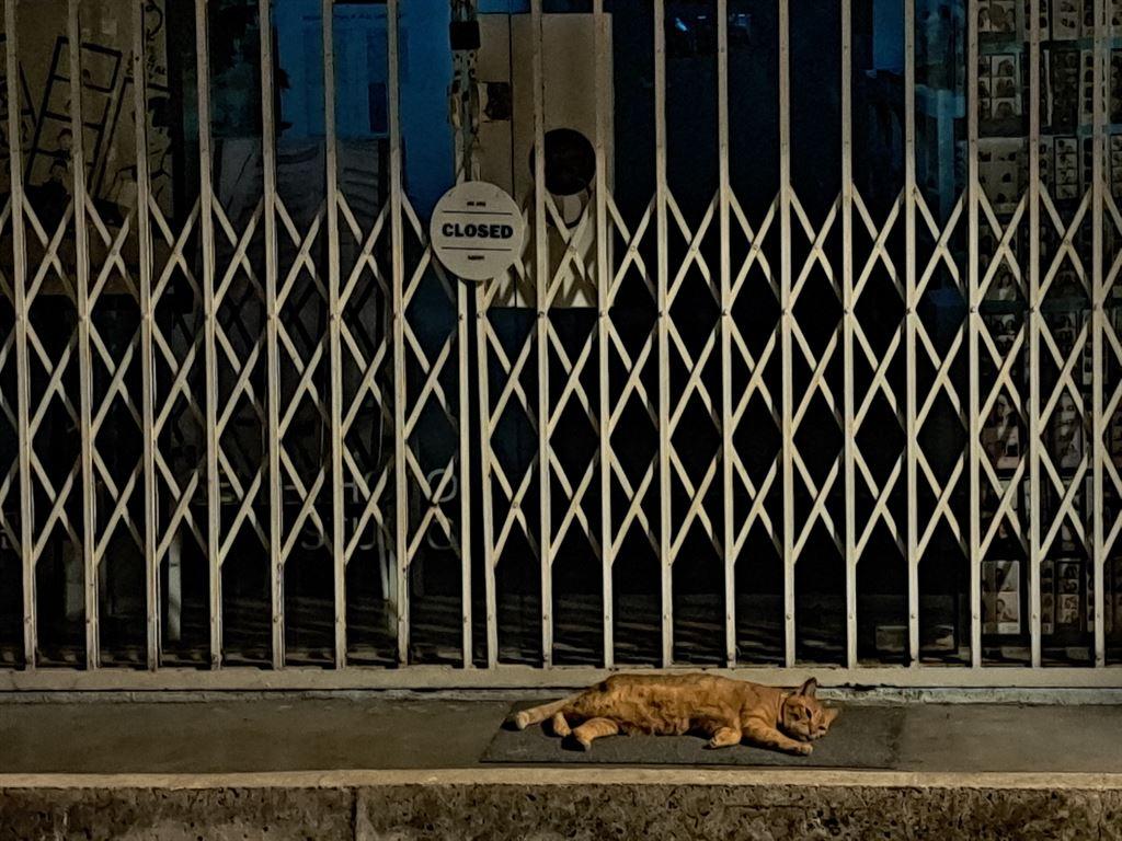 cat
