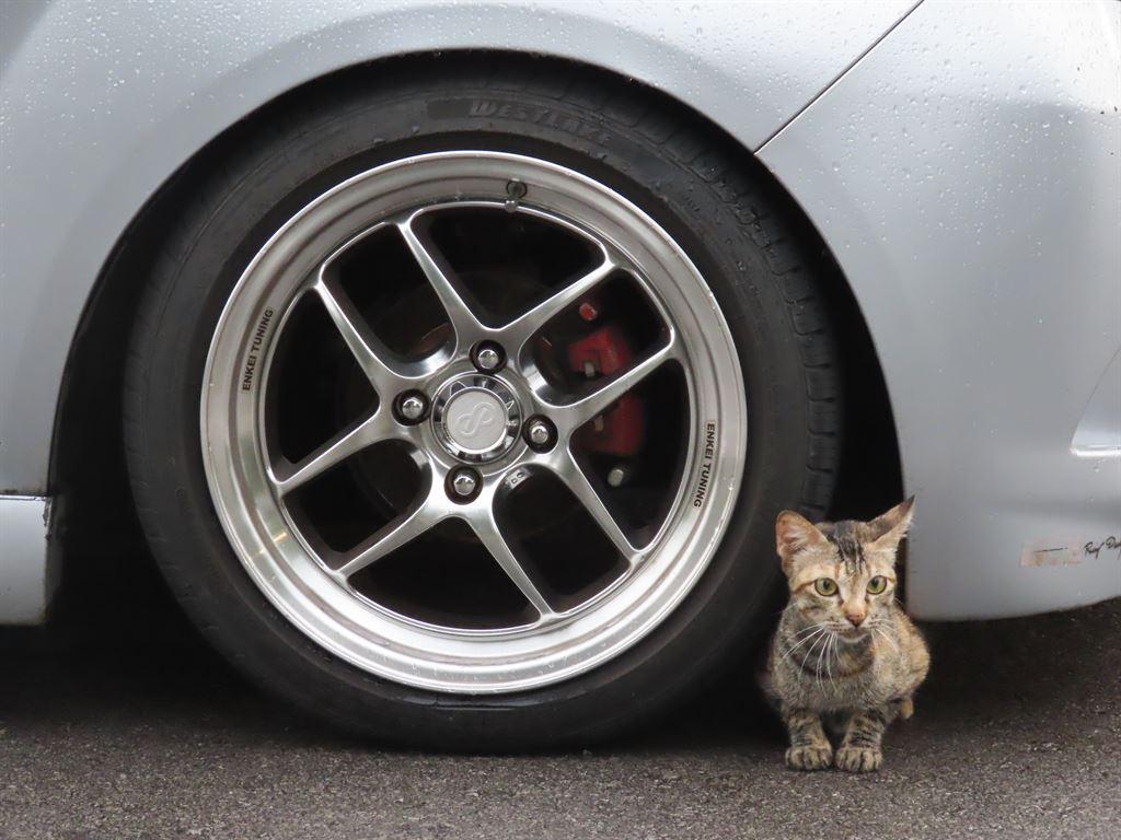 wheelcat