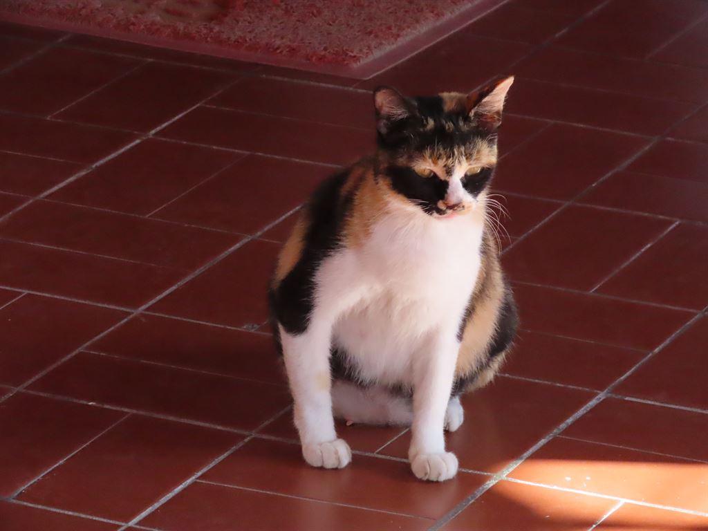 cat