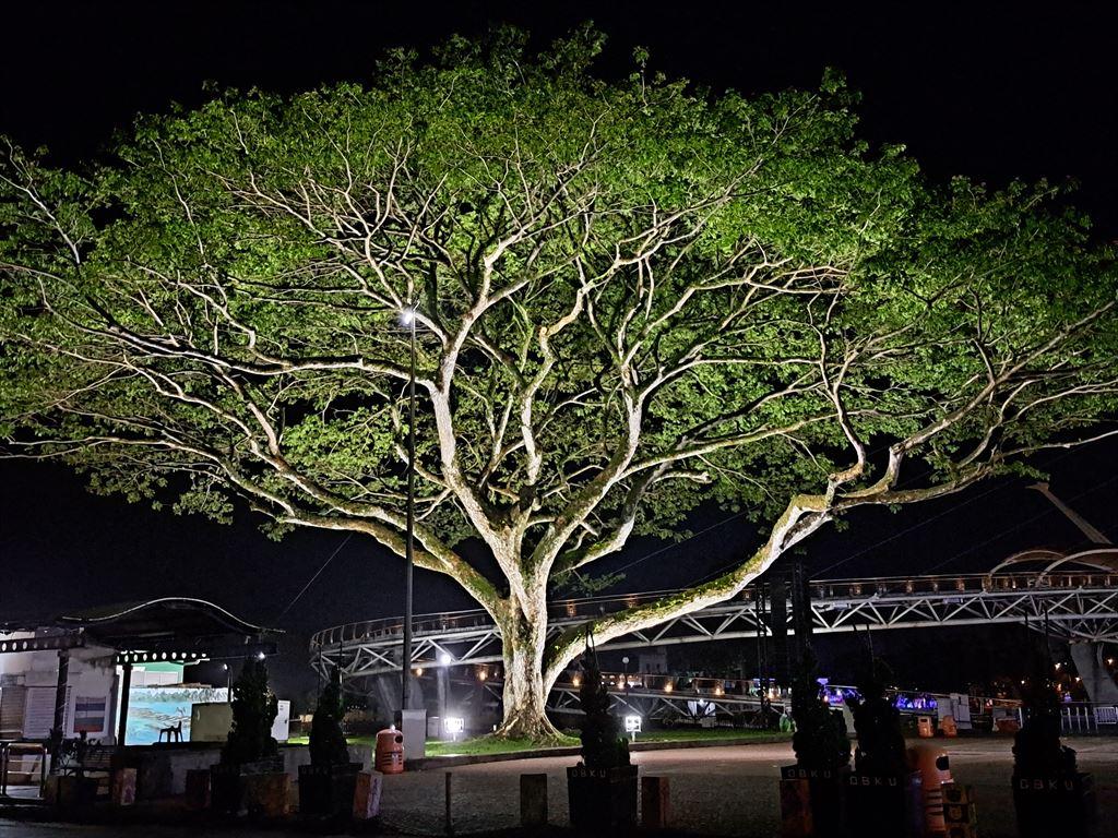 tree