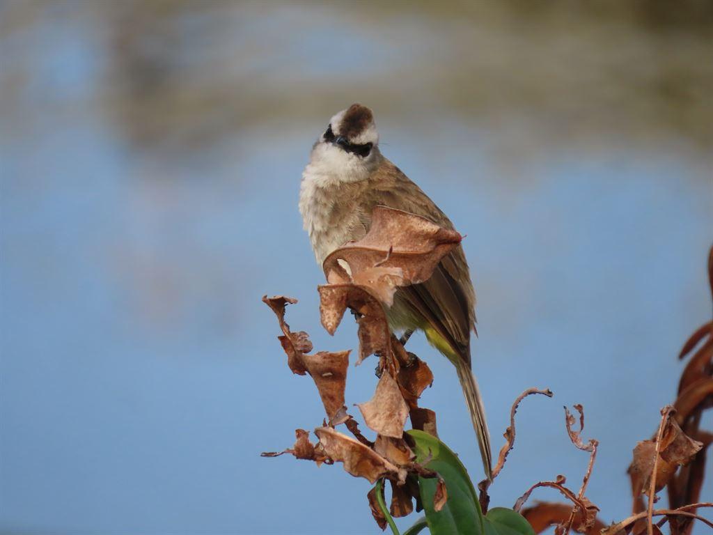 birdie