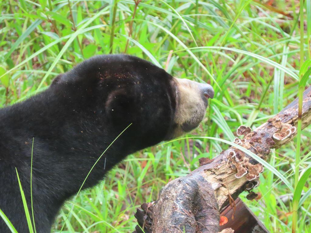 sbear1