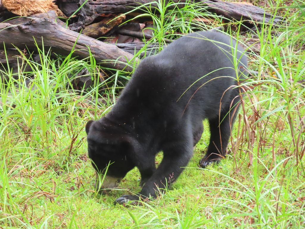 sbear2