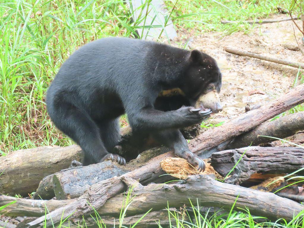 sbear3