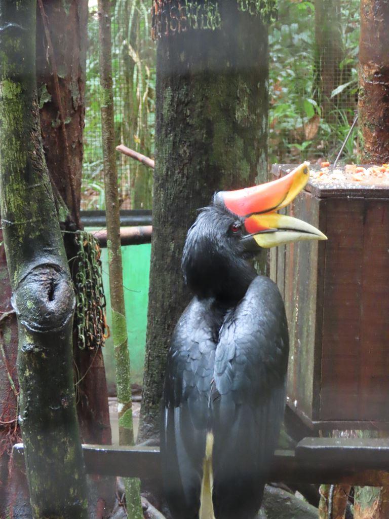 hornbill
