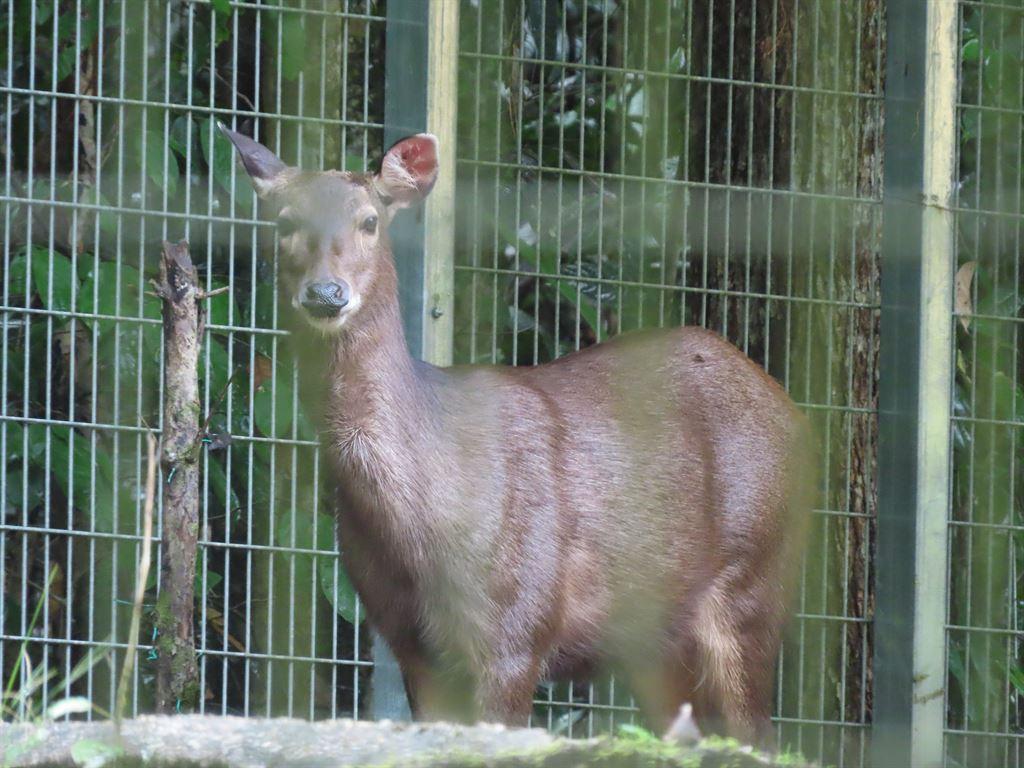 deer