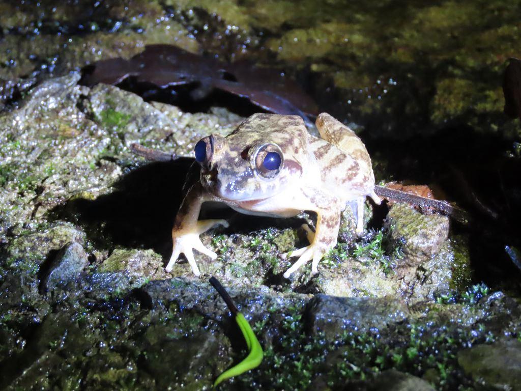 frog2