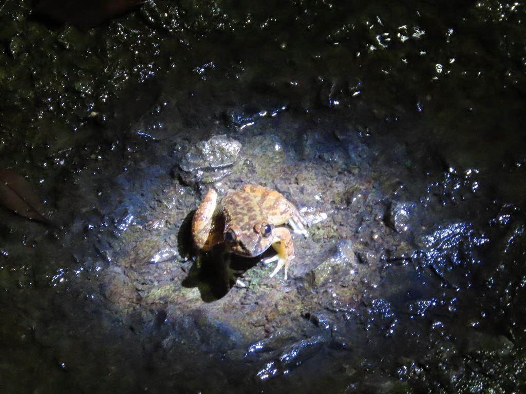 frog3