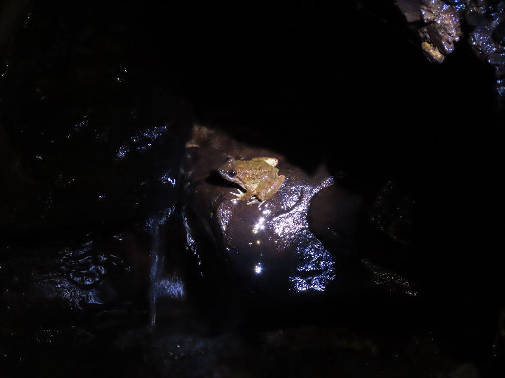 frog4