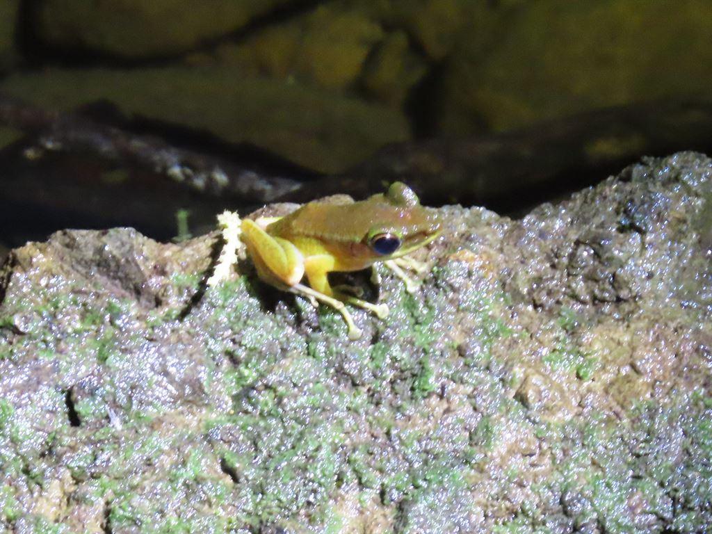 frog5