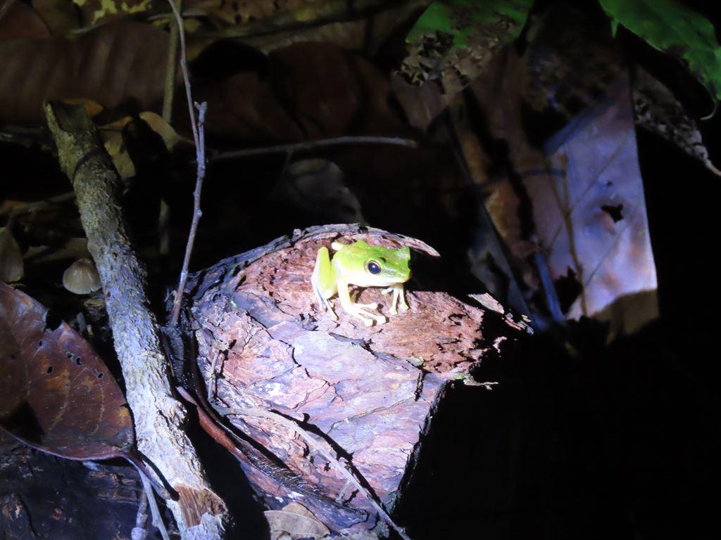 frog6