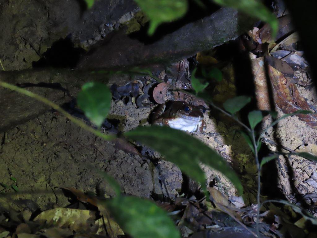frog8