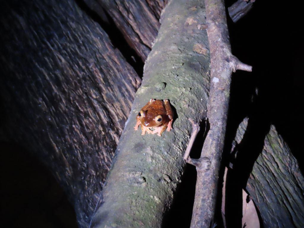 frog9