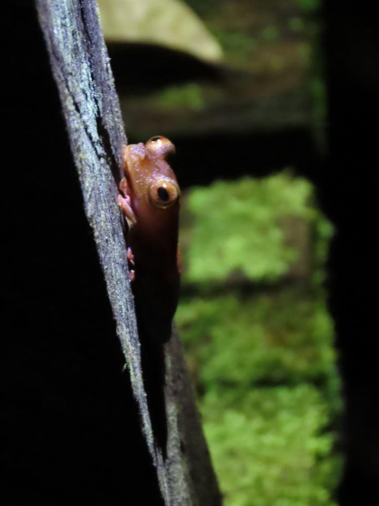 frog10