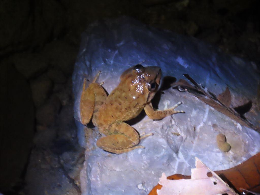 frog13