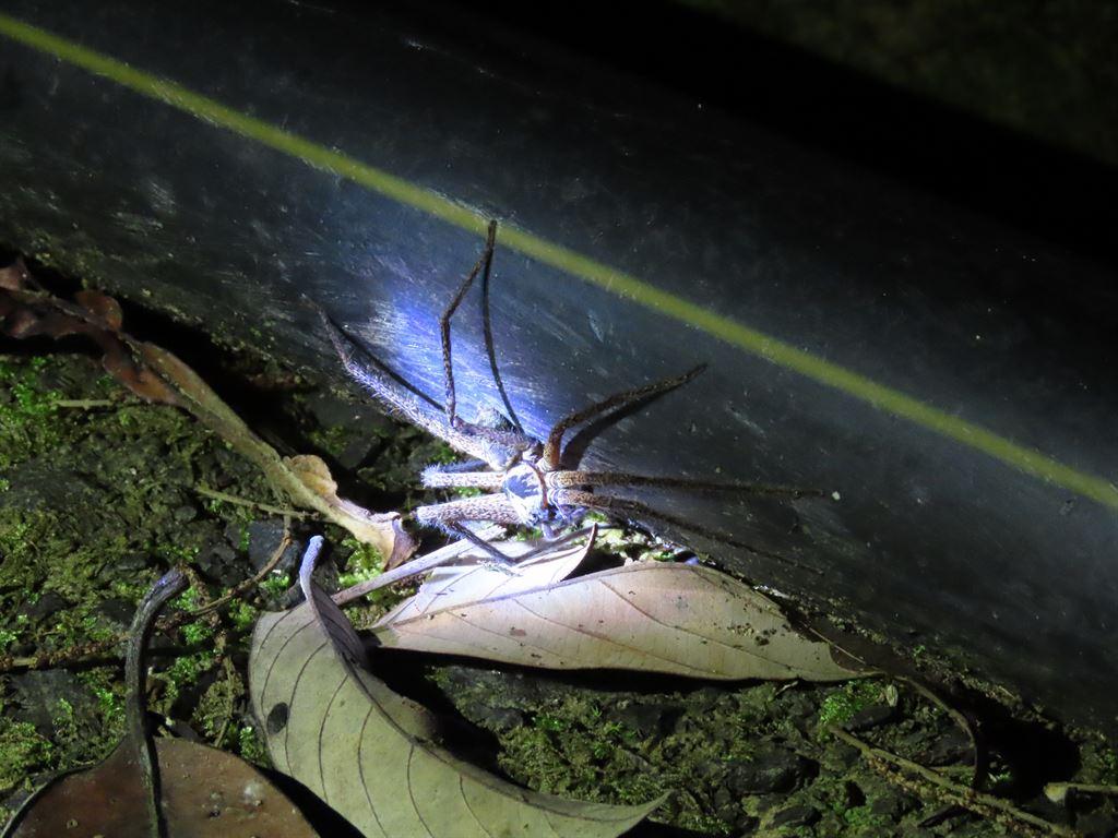 spider5