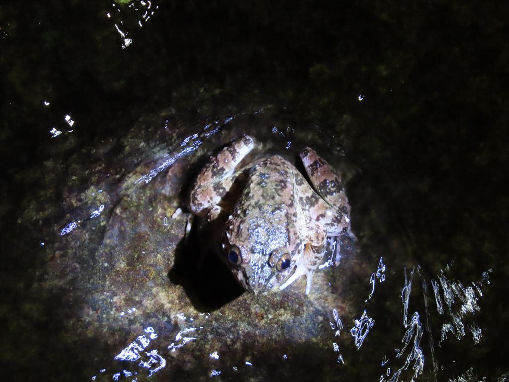 frog14